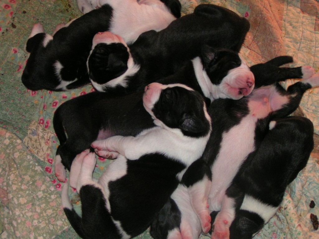 Puppies-2.jpg